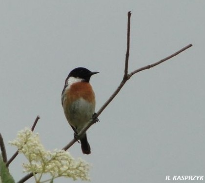 Saxicola torquatus