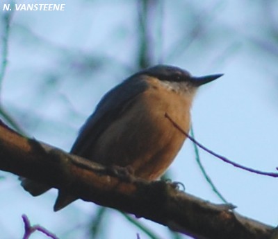 Sitta europaea