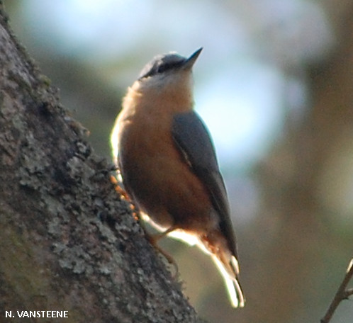 Sitta europaea