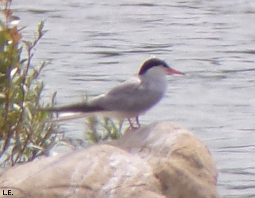 Sterna hirundo