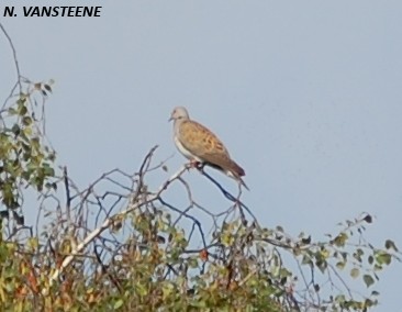 Streptopelia turtur