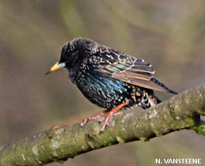 Sturnus vulgaris