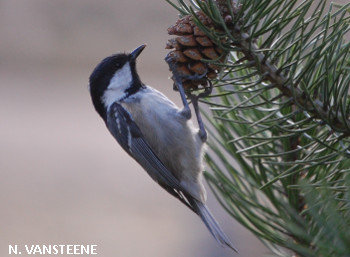 Titre oiseaux 2