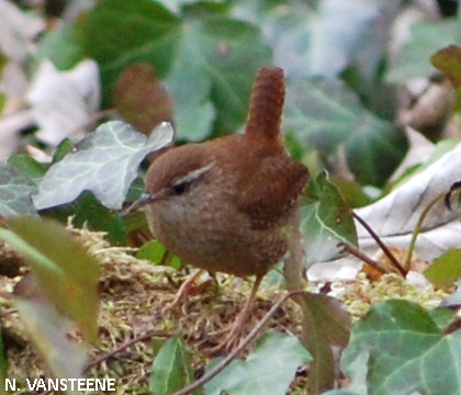 Troglodytes troglodytes