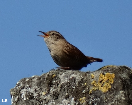 Troglodytes troglodytes