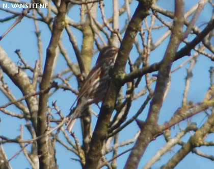 Turdus iliacus