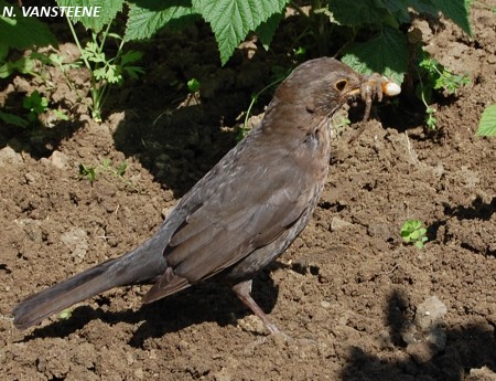 Turdus merula