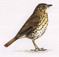 Turdus philomelos