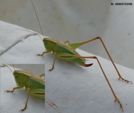 Bicolorana bicolor