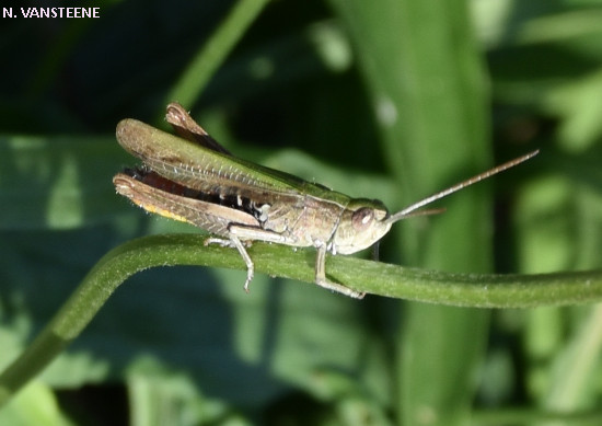 Chorthippus albomarginatus