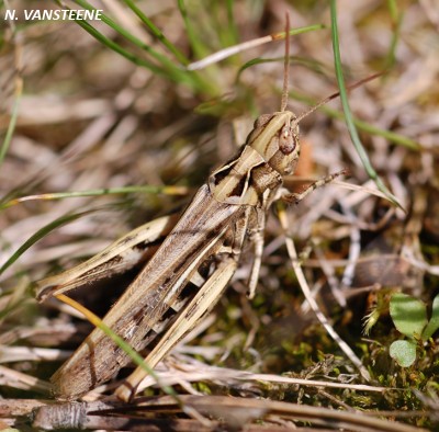 Chorthippus biggutulus