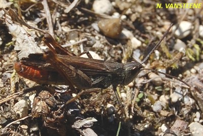 Chorthippus brunneus