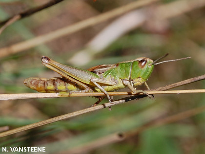 Chorthippus parallelus