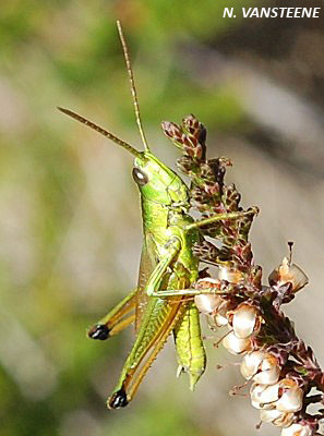 Chrysochraon dispar