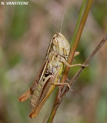 Euchorthippus declivus