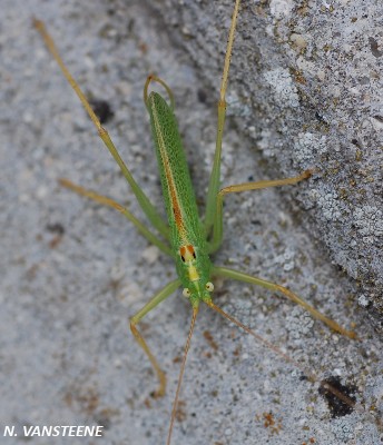 Meconema thalassinum