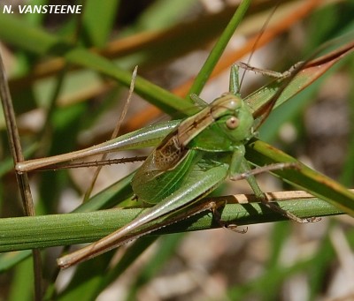 Metrioptera bicolor