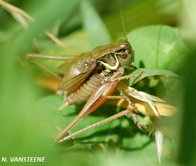 Metrioptera roeselii