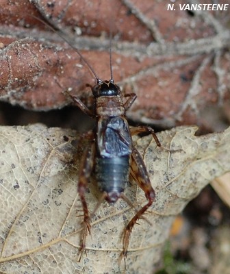 Nemobius sylvestris