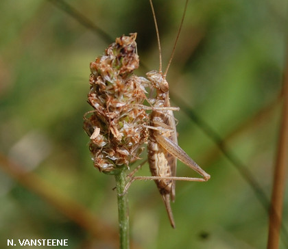 Oecanthus pellucens