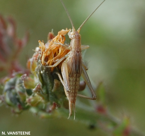 Oecanthus pellucens