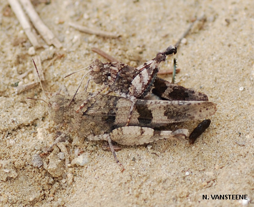 Oedipoda caerulecens