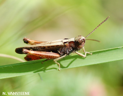 Omocestus rufipes