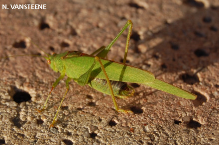 Phaneroptera nana