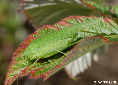 Phaneroptera nana