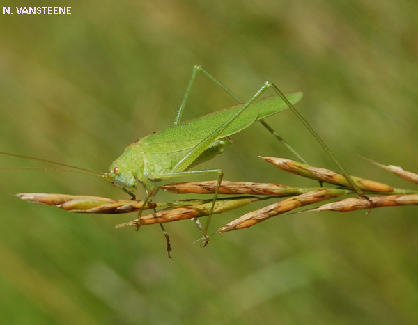 Phaneroptera falcata