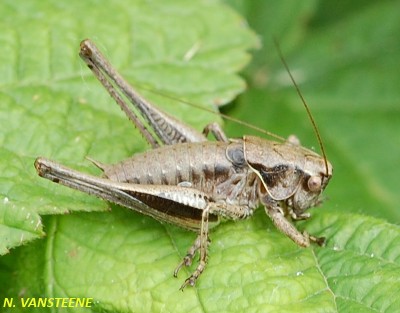 Pholidoptera griseoaptera