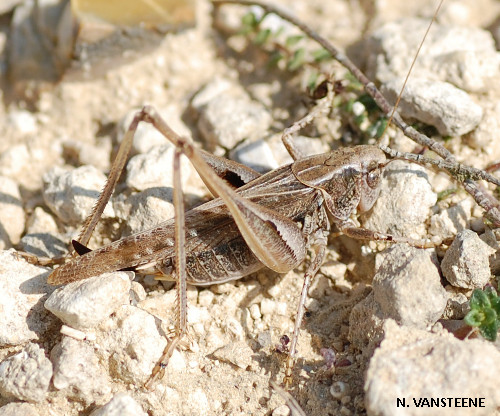 Platycleis albopunctata