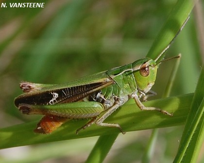 Stenobothrus lineatus