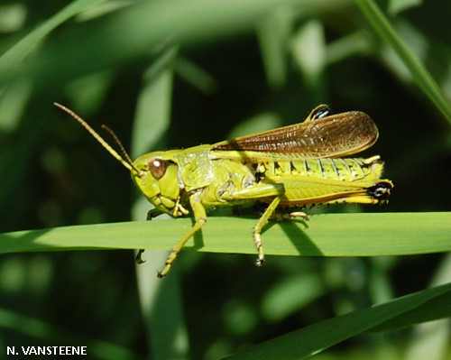 Stethophyma grossum