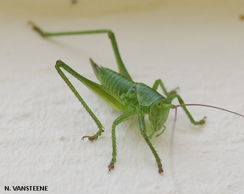 Tettigonia viridissima