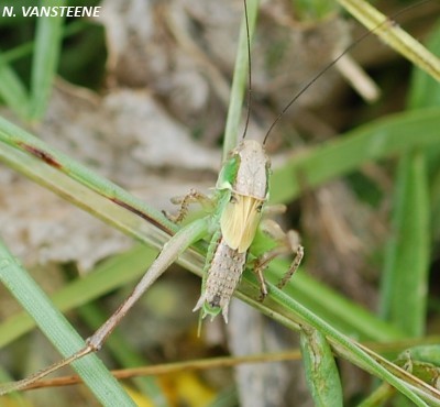 Tettigoniinae