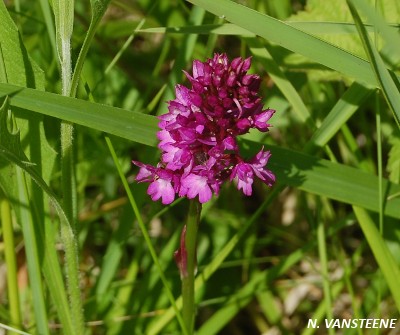 Anacamptis pyramidalis