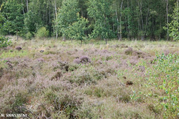 Cessières landes