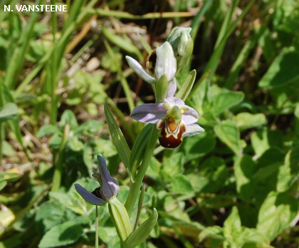 Ophrys apifera