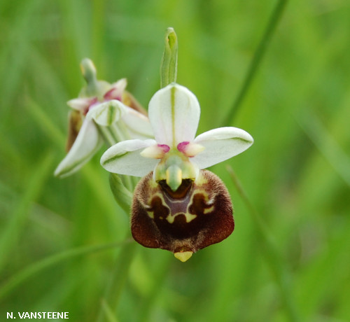 Ophrys fuciflora