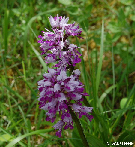 Orchis militaris