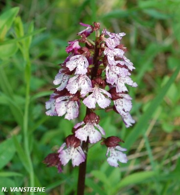 Orchis purpurea