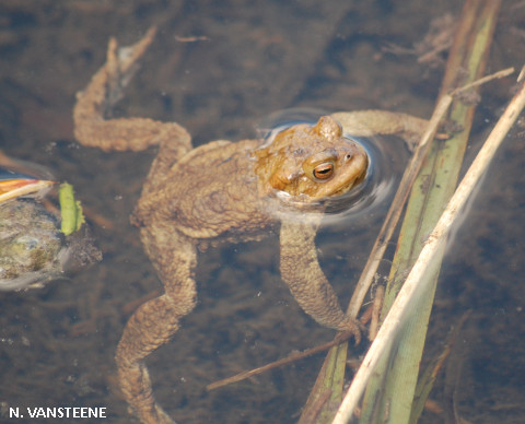 Bufo bufo