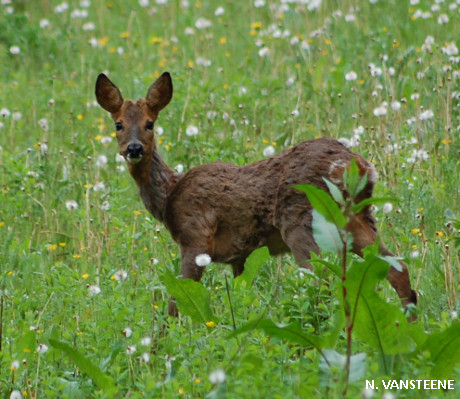 Capreolus capreolus