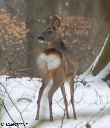 Capreolus capreolus