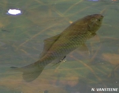 Carassius carassius