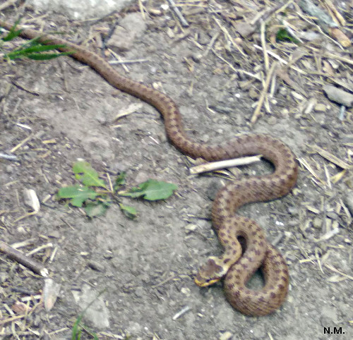 Coronella austriaca