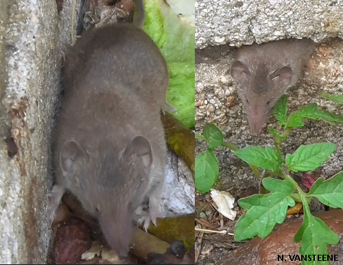 Crocidura russula