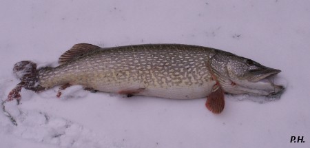 Esox lucius