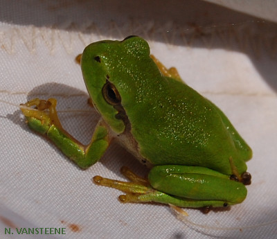 Hyla arborea